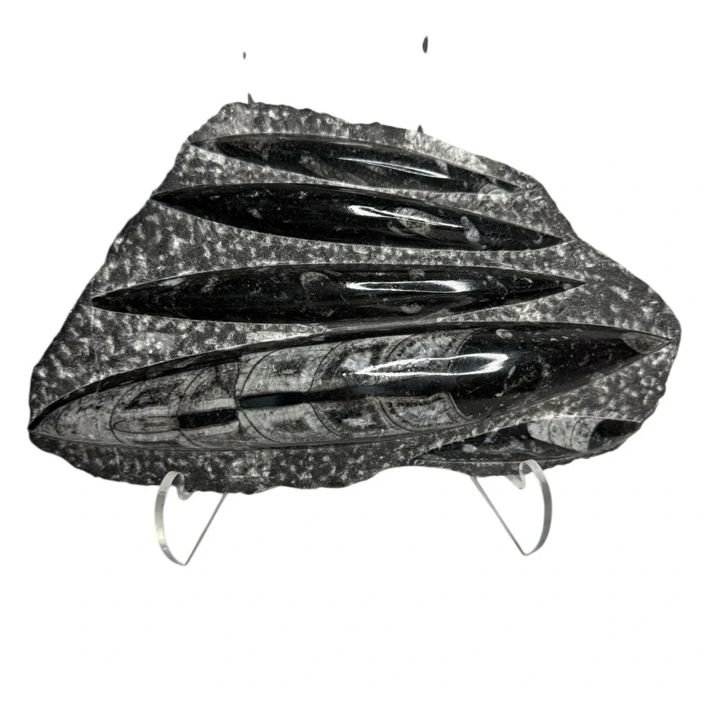 Orthoceras Fossil Sculpture Specimen Plate Plaque Squid Polished 5+ Pound Gem